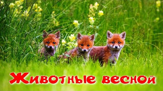 Животные весной. Животные весной.