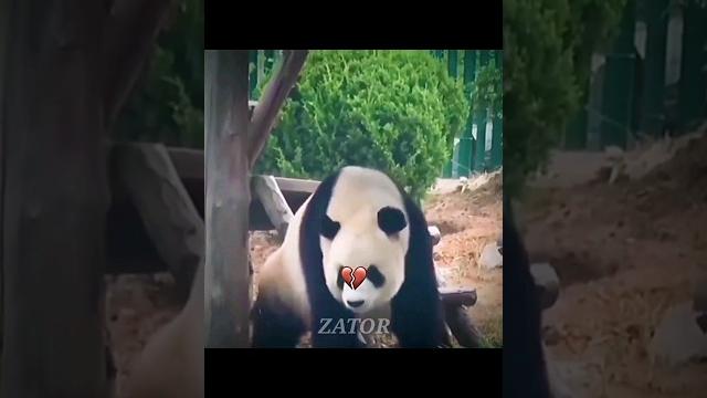 Panda twerk #shorts #funny Panda twerk #shorts #funny