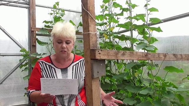 ПОЧЕМУ ЖЕЛТЕЮТ ЛИСТЬЯ ОГУРЦОВ? Ольга Чернова. ПОЧЕМУ ЖЕЛТЕЮТ ЛИСТЬЯ ОГУРЦОВ? Ольга Чернова.