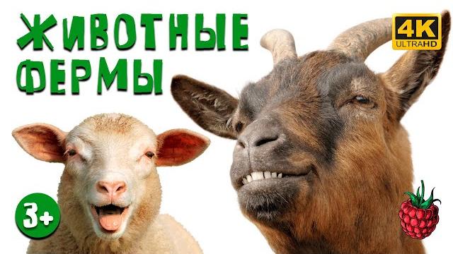 ЖИВОТНЫЕ ФЕРМЫ для детей | Как говорят животные? ЖИВОТНЫЕ ФЕРМЫ для детей | Как говорят животные?