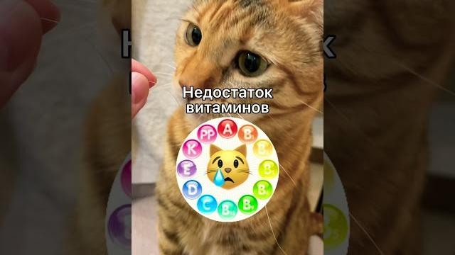 Почему у кошки выпадают усы? #shorts Почему у кошки выпадают усы? #shorts