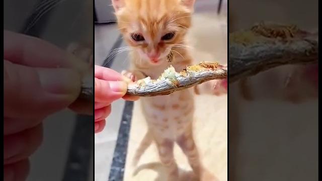 На это можно смотреть ВЕЧНО!! Смешные Кошки и Собаки! #Shorts На это можно смотреть ВЕЧНО!! Смешные Кошки и Собаки! #Shorts