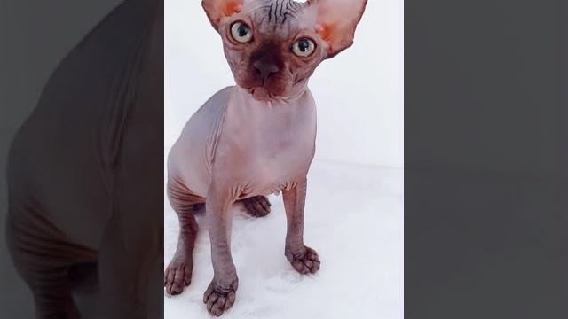 КАК КОРМИТЬ КОТА СФИНКС юмор # shorts Тик Ток КАК КОРМИТЬ КОТА СФИНКС юмор # shorts Тик Ток