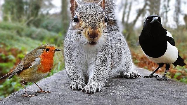Videos for Cats to Watch - Birds and Squirrel Fun in December Videos for Cats to Watch - Birds and Squirrel Fun in December
