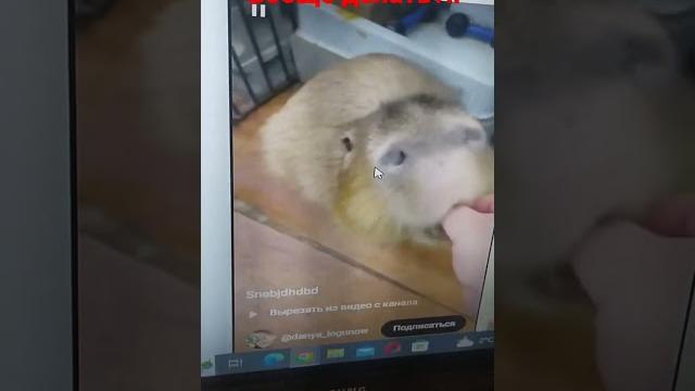 кагда укусила капибара кагда укусила капибара