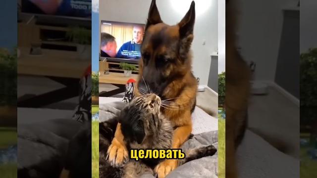 ВИРУСНЫЕ ВИДЕО / Поцелуй ВИРУСНЫЕ ВИДЕО / Поцелуй