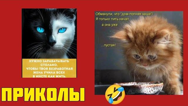 Гарантированная улыбка! Мемы, которые нельзя пропустить! смешные картинки, приколы , котики Гарантированная улыбка! Мемы, которые нельзя пропустить! смешные картинки, приколы , котики