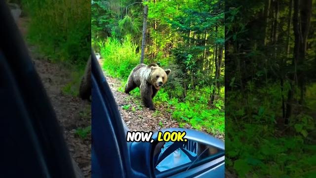 Feeding Bear Gone Horribly Wrong (@animalworld) #shorts Feeding Bear Gone Horribly Wrong (@animalworld) #shorts