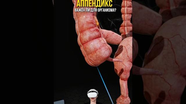 а вы знаете насколько важен аппендицит для организма?э #биология #сотка #егэбиология #факты а вы знаете насколько важен аппендицит для организма?э #биология #сотка #егэбиология #факты