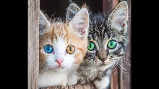 Самые смешные котята! Видео смешных котов и котят! Самые смешные котята! Видео смешных котов и котят!
