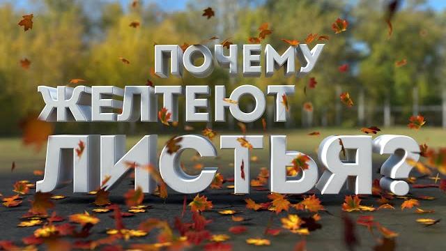 Почему желтеют листья? | На Глобусе Почему желтеют листья? | На Глобусе