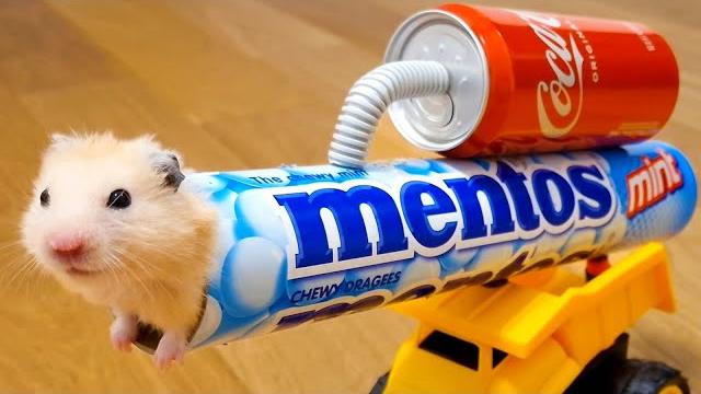 This is WHY you should NEVER EVER TRUST your HAMSTER This is WHY you should NEVER EVER TRUST your HAMSTER
