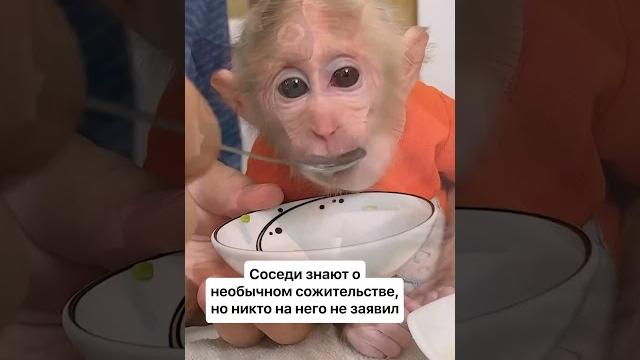 семья с обезьянами | Amazing video семья с обезьянами | Amazing video