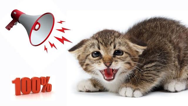 ️Агрессивные кошачьи звуки, шипение, рычание, мяуканье | Aggressive cat sounds, hiss, growls, meows ️Агрессивные кошачьи звуки, шипение, рычание, мяуканье | Aggressive cat sounds, hiss, growls, meows