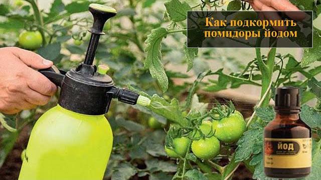 Подкормка помидор йодом Подкормка помидор йодом