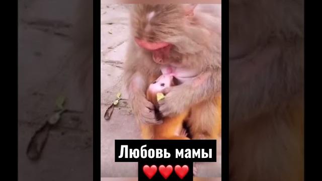 Обезьяна кормит своё дитя️ милое видео️ #shorts#видео#приколы#video#животные#обезьяна#мама#ребенок Обезьяна кормит своё дитя️ милое видео️ #shorts#видео#приколы#video#животные#обезьяна#мама#ребенок