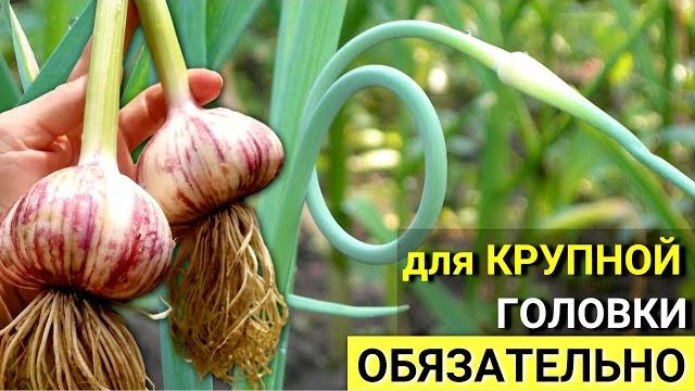 Сделайте ЭТО, чтобы ОЗИМЫЙ ЧЕСНОК вырос КРУПНЫМ. Как и когда обрывать СТРЕЛКИ у чеснока? Сделайте ЭТО, чтобы ОЗИМЫЙ ЧЕСНОК вырос КРУПНЫМ. Как и когда обрывать СТРЕЛКИ у чеснока?