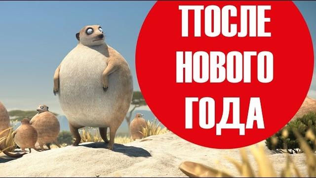 Толстые животные после Нового Года и Рождества Толстые животные после Нового Года и Рождества