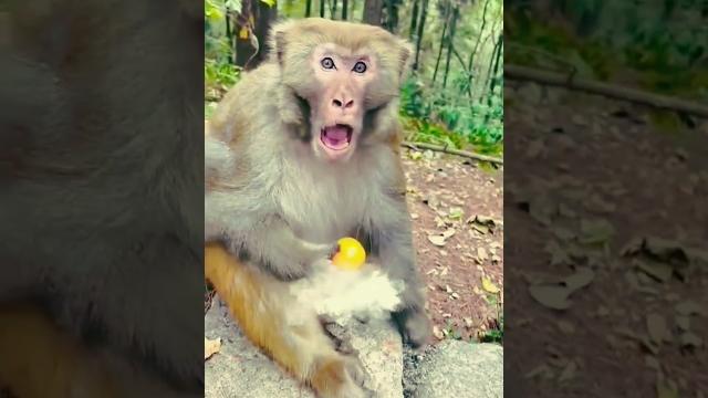 dog and monkey funny video #funny #cute #dog #monkey dog and monkey funny video #funny #cute #dog #monkey