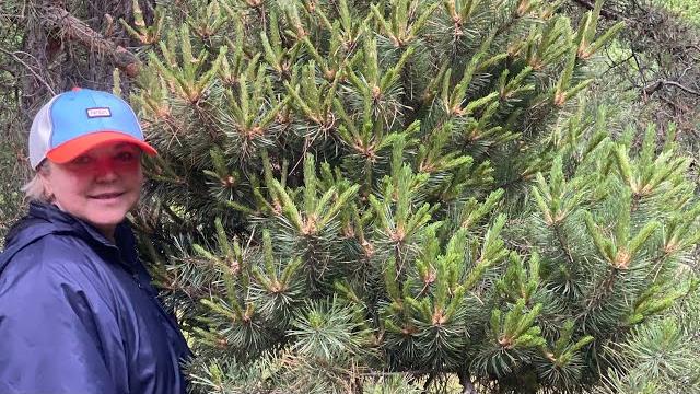 В лес по грибы! Каждому грибнику свой гриб, куда не заедем везде конкуренты! Это Вам не Бровары! В лес по грибы! Каждому грибнику свой гриб, куда не заедем везде конкуренты! Это Вам не Бровары!