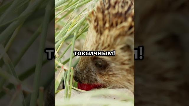 Ёжик, который ест змей и вырабатывает яд.#ёжик, #ядовитыеживотные, #милыенопасны, #факты Ёжик, который ест змей и вырабатывает яд.#ёжик, #ядовитыеживотные, #милыенопасны, #факты