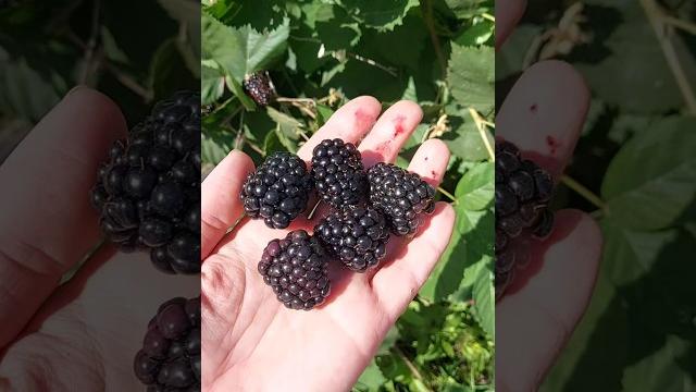 #ежевика #blackberry #garden #са #ягоды #дача #шортс #shorts #shortvideo #berry #ягоды #лето #summer #ежевика #blackberry #garden #са #ягоды #дача #шортс #shorts #shortvideo #berry #ягоды #лето #summer