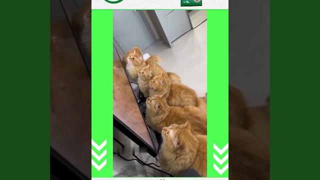Веселые коты / Смешные котики / Коты приколы / Забавные животные / Смешные коты #cats #cat #видосы Веселые коты / Смешные котики / Коты приколы / Забавные животные / Смешные коты #cats #cat #видосы
