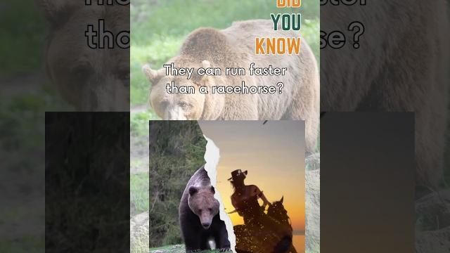 “This Bear Can Outrun a Racehorse?! ” #facts #animalfacts #animals #youtubeshorts #wildlife #bear “This Bear Can Outrun a Racehorse?! ” #facts #animalfacts #animals #youtubeshorts #wildlife #bear