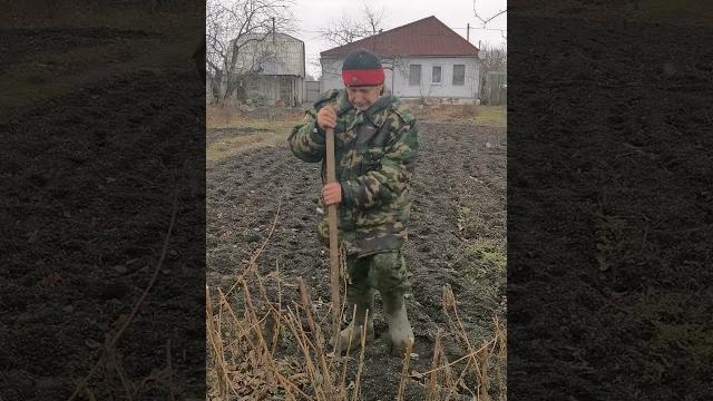 Топинамбур, сбор урожая Топинамбур, сбор урожая
