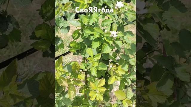 Ежевика Небеса могут подождать! Ранний сорт ежевики! #ежевика #сад #садоводничество #малина #огород Ежевика Небеса могут подождать! Ранний сорт ежевики! #ежевика #сад #садоводничество #малина #огород