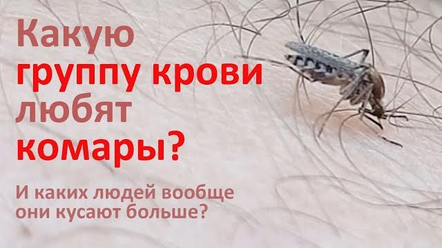 Почему комары одних людей кусают, а других - нет Почему комары одних людей кусают, а других - нет