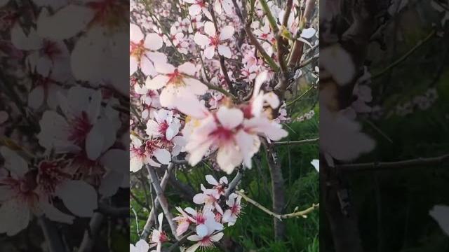 Крым. Как красиво цветёт миндаль!) #крым Крым. Как красиво цветёт миндаль!) #крым
