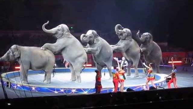 Ringling Brothers Circus - Cruelty to Elephants - Sept 1, 2014 Ringling Brothers Circus - Cruelty to Elephants - Sept 1, 2014