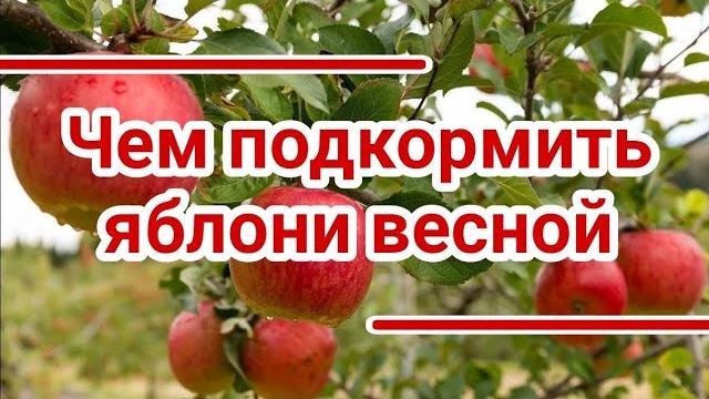 Чем подкормить яблони весной. Чем подкормить яблони весной.