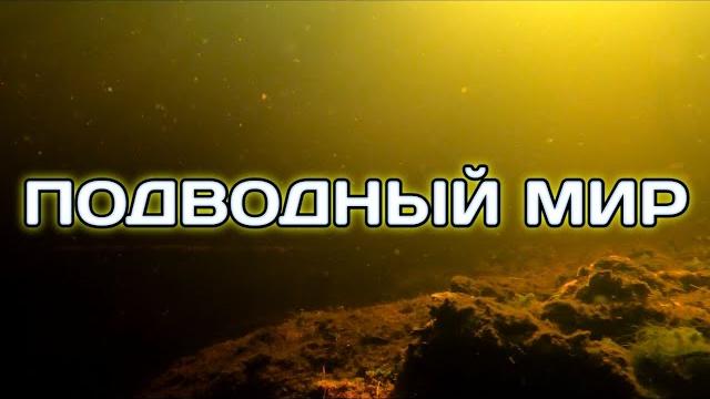 ПОДВОДНЫЙ МИР ПОДВОДНЫЙ МИР