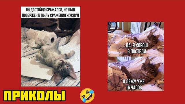 Лёгкий позитив! Добрые мемы и смешные картинки для тех, кто ценит хороший юмор! приколы, котики Лёгкий позитив! Добрые мемы и смешные картинки для тех, кто ценит хороший юмор! приколы, котики