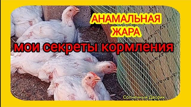 Кормление бройлеров в аномальную жару. Как и чем кормить бройлеров в жару. Выращивание бройлеров. Кормление бройлеров в аномальную жару. Как и чем кормить бройлеров в жару. Выращивание бройлеров.
