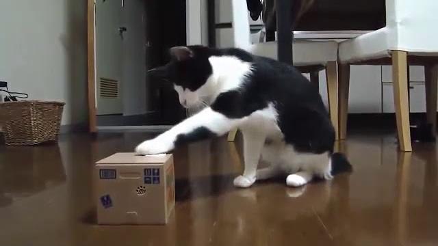 скачать приколы про животных бесплатно скачать приколы про животных бесплатно