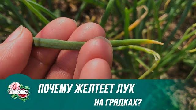 Почему лук желтеет в июне на грядках, что делать Почему лук желтеет в июне на грядках, что делать