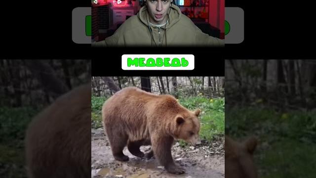 КАК ВЫГЛЯДЯТ ЖИВОТНЫЕ, ЕСЛИ ОНИ ТОЛСТЫЕ?! #Shorts #Глент КАК ВЫГЛЯДЯТ ЖИВОТНЫЕ, ЕСЛИ ОНИ ТОЛСТЫЕ?! #Shorts #Глент
