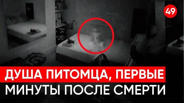 Первые минуты после смерти животного, выход души из тела. Регрессивный гипноз. Ченнелинг. Первые минуты после смерти животного, выход души из тела. Регрессивный гипноз. Ченнелинг.