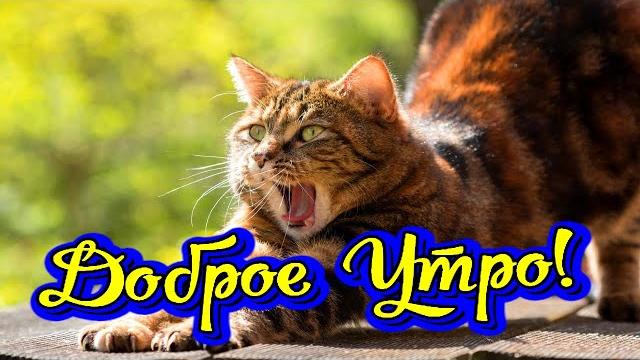 Прикольное Видео с Добрым Утром! Новинка! Прекрасное Видео Поздравление! СУПЕР ПОЗДРАВЛЕНИЕ! Прикольное Видео с Добрым Утром! Новинка! Прекрасное Видео Поздравление! СУПЕР ПОЗДРАВЛЕНИЕ!
