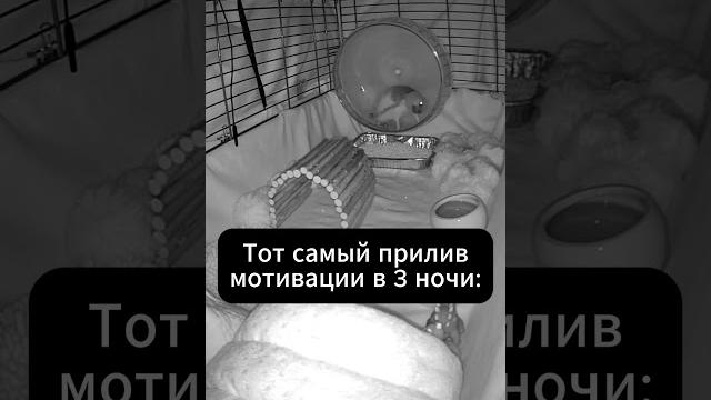 Мотивация #смешныевидео #мемы #ёжики Мотивация #смешныевидео #мемы #ёжики