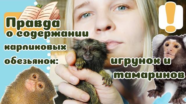 20 фактов про Обезьян ДОМА 20 фактов про Обезьян ДОМА
