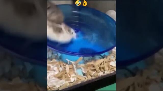 Озорные хомячки #приколысхомяками #хомяк #юмор #смешныевидео #смешные #приколысживотными #shorts Озорные хомячки #приколысхомяками #хомяк #юмор #смешныевидео #смешные #приколысживотными #shorts