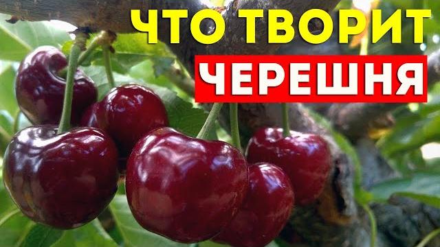 Что будет если есть ЧЕРЕШНЮ! Черешня польза и вред. Черешня лечебные свойства. Её полезные свойства. Что будет если есть ЧЕРЕШНЮ! Черешня польза и вред. Черешня лечебные свойства. Её полезные свойства.
