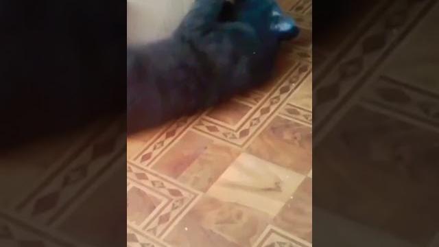 котейка смешные видео о кошках приколы с животными приколы с кошками приколы с котами смешные коты котейка смешные видео о кошках приколы с животными приколы с кошками приколы с котами смешные коты