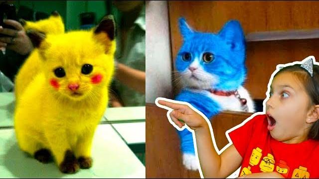 СМОТРИ САМЫЕ СМЕШНЫЕ КОТЫ! ЛУЧШИЙ НЕ ЗАСМЕЙСЯ ЧЕЛЛЕНДЖ! Funny Cats Попробуй не засмеяться Валеришка СМОТРИ САМЫЕ СМЕШНЫЕ КОТЫ! ЛУЧШИЙ НЕ ЗАСМЕЙСЯ ЧЕЛЛЕНДЖ! Funny Cats Попробуй не засмеяться Валеришка