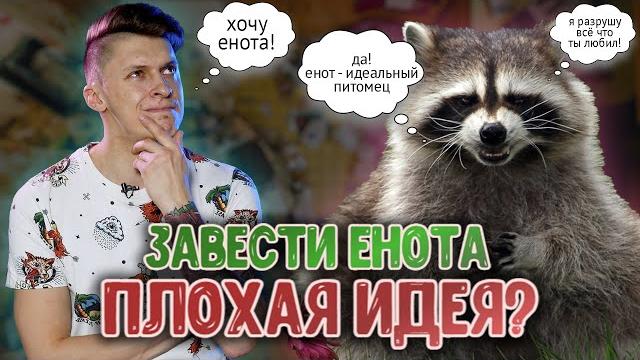 ЕНОТ У ВАС ДОМА | ВСЕ ОСОБЕННОСТИ СОДЕРЖАНИЯ ЕНОТ У ВАС ДОМА | ВСЕ ОСОБЕННОСТИ СОДЕРЖАНИЯ