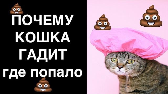 Почему кот гадит мимо лотка? Причины по которым кошка ходит по большому и маленькому не в лоток Почему кот гадит мимо лотка? Причины по которым кошка ходит по большому и маленькому не в лоток
